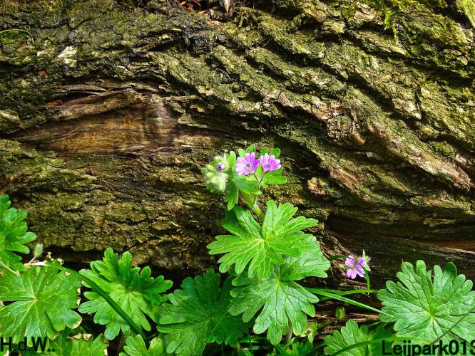 Leijpark013   19 &amp; 20 &amp; 21 &amp; 22 april 2023 