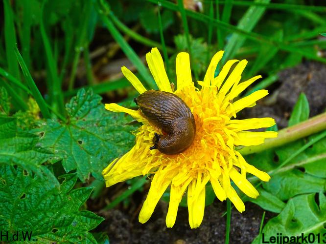 Leijpark013  23 &amp; 24 &amp; 25 &amp; 26 april 2023 