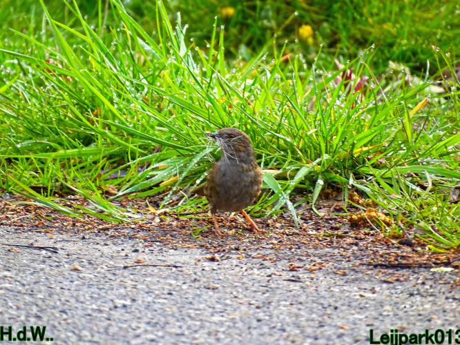 Leijpark013  23 &amp; 24 &amp; 25 &amp; 26 april 2023 