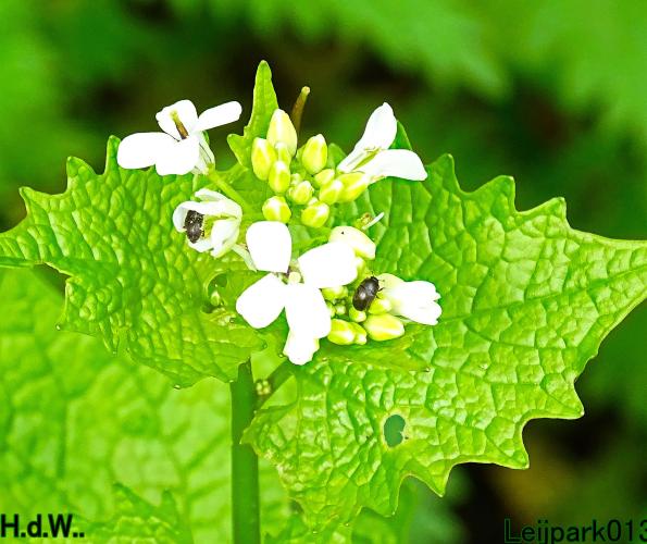 Leijpark013  23 &amp; 24 &amp; 25 &amp; 26 april 2023 