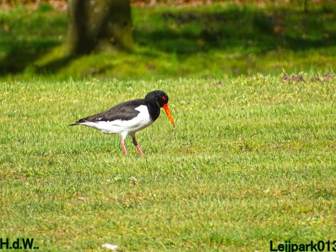 Leijpark013  23 &amp; 24 &amp; 25 &amp; 26 april 2023 