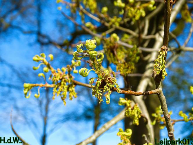 Leijpark013  23 &amp; 24 &amp; 25 &amp; 26 april 2023 