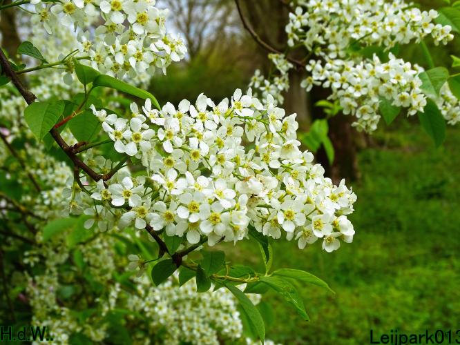 Leijpark013  23 &amp; 24 &amp; 25 &amp; 26 april 2023 