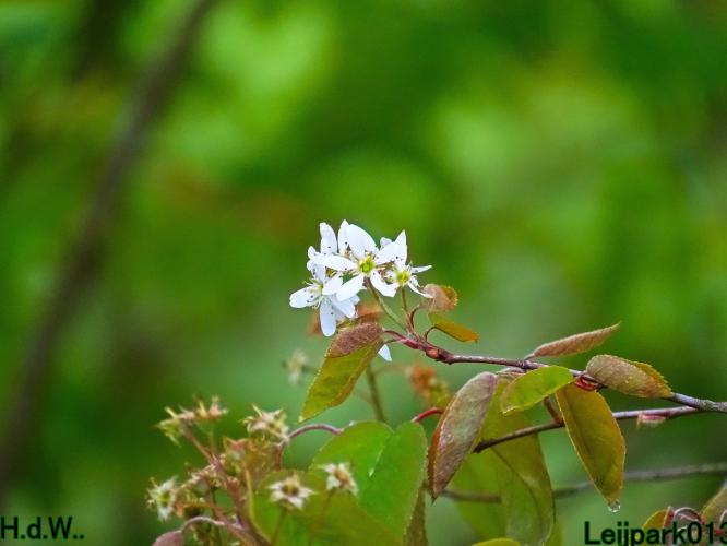 Leijpark013  23 &amp; 24 &amp; 25 &amp; 26 april 2023 