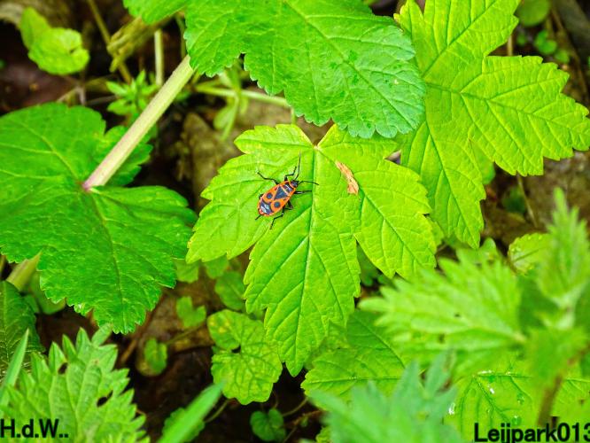 Leijpark013  23 &amp; 24 &amp; 25 &amp; 26 april 2023 