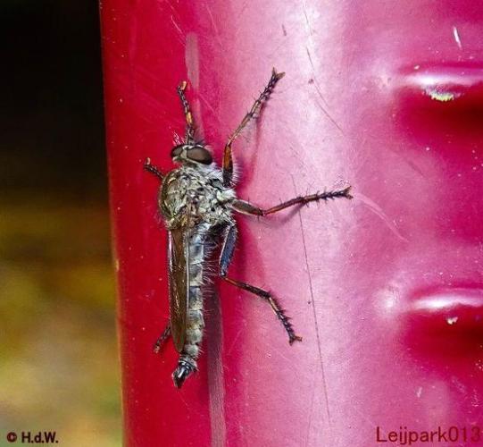 Leijpark013  Gewone roofvlieg 