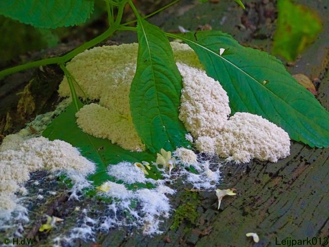 Leijpark013 Slijmzwam