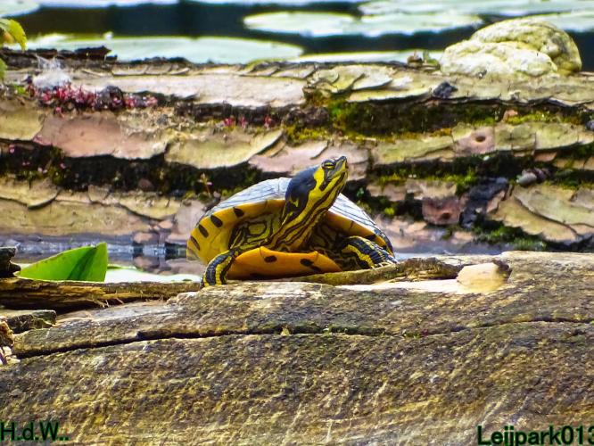 Leijpark013  5 &amp; 6 &amp; 7 &amp; 8 mei 2023 