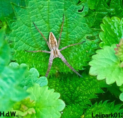 Leijpark013  5 &amp; 6 &amp; 7 &amp; 8 mei 2023 