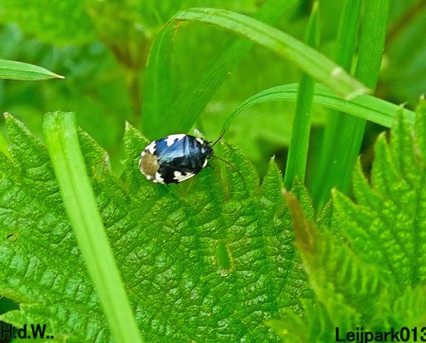 Leijpark013  5 &amp; 6 &amp; 7 &amp; 8 mei 2023 