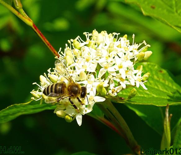Leijpark013  5 &amp; 6 &amp; 7 &amp; 8 mei 2023 