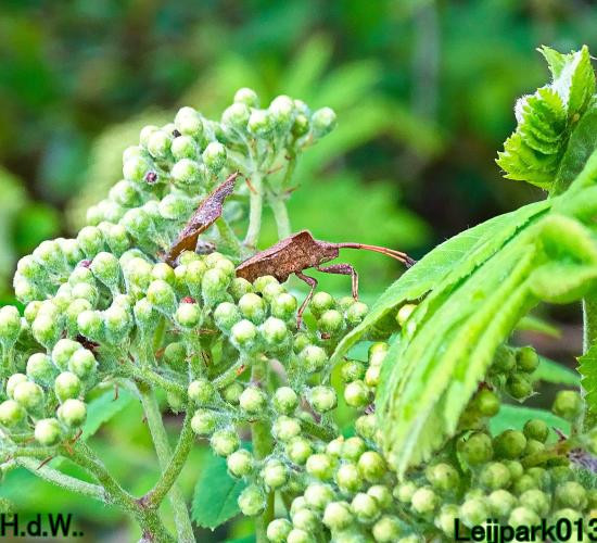 Leijpark013  5 &amp; 6 &amp; 7 &amp; 8 mei 2023 