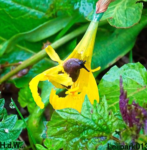 Leijpark013  5 &amp; 6 &amp; 7 &amp; 8 mei 2023 