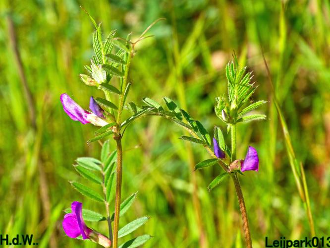 Leijpark013  5 &amp; 6 &amp; 7 &amp; 8 mei 2023 