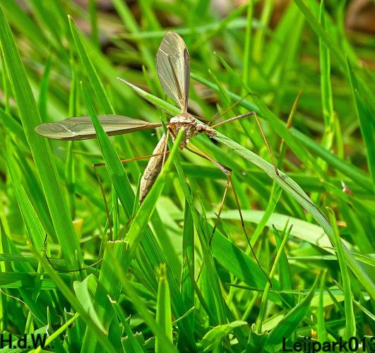 Leijpark013  5 &amp; 6 &amp; 7 &amp; 8 mei 2023 