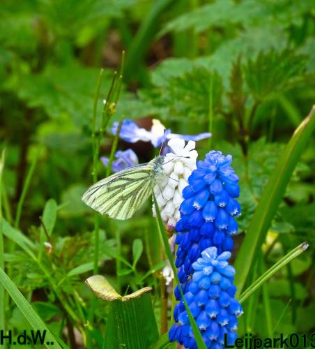 Leijpark013  5 &amp; 6 &amp; 7 &amp; 8 mei 2023 