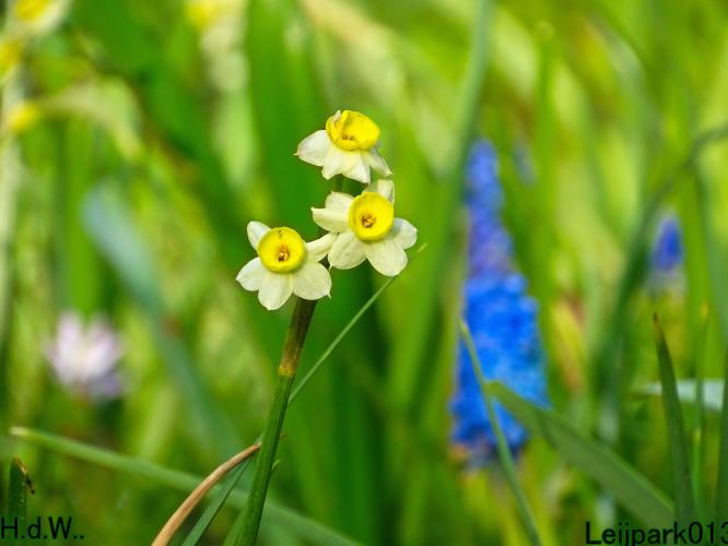 Leijpark013  5 &amp; 6 &amp; 7 &amp; 8 mei 2023 