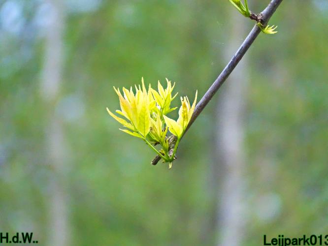 Leijpark013  5 &amp; 6 &amp; 7 &amp; 8 mei 2023 