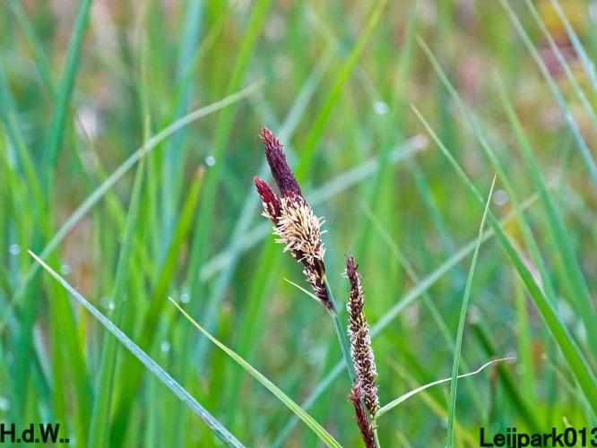 Leijpark013  5 &amp; 6 &amp; 7 &amp; 8 mei 2023 