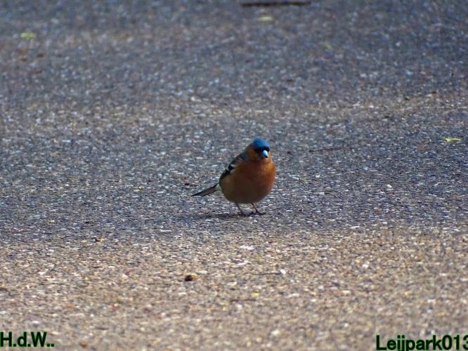 Leijpark013  5 &amp; 6 &amp; 7 &amp; 8 mei 2023 
