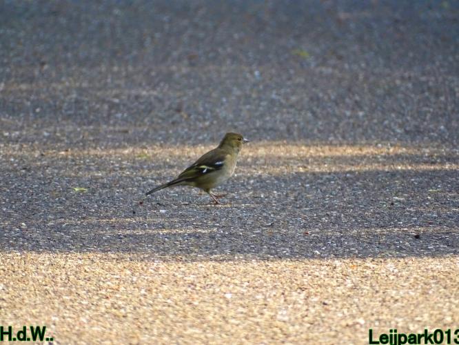 Leijpark013  5 &amp; 6 &amp; 7 &amp; 8 mei 2023 