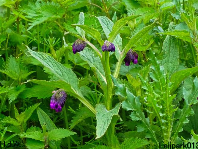 Leijpark013  5 &amp; 6 &amp; 7 &amp; 8 mei 2023 