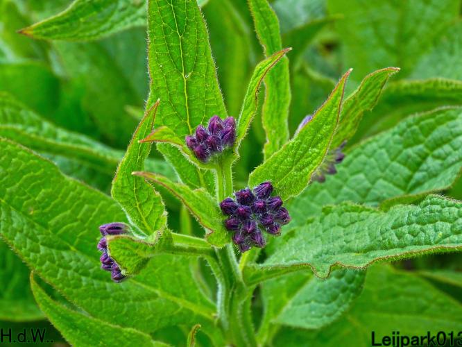 Leijpark013  5 &amp; 6 &amp; 7 &amp; 8 mei 2023 