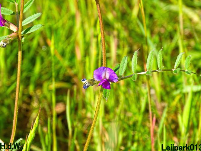 Leijpark013  5 &amp; 6 &amp; 7 &amp; 8 mei 2023 