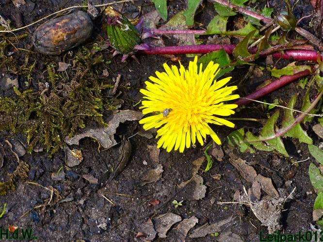 Leijpark013  5 &amp; 6 &amp; 7 &amp; 8 mei 2023 