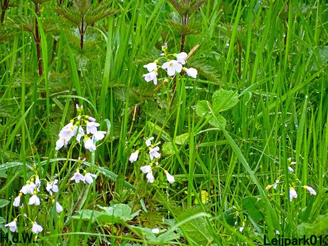 Leijpark013  5 &amp; 6 &amp; 7 &amp; 8 mei 2023 