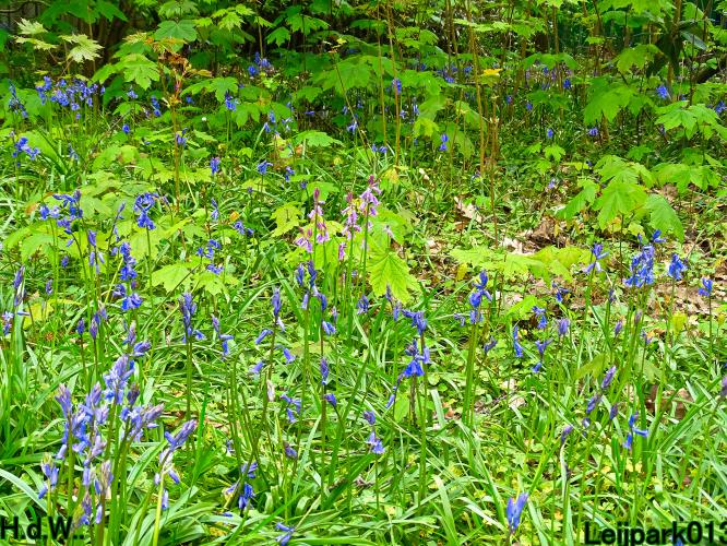 Leijpark013  5 &amp; 6 &amp; 7 &amp; 8 mei 2023 