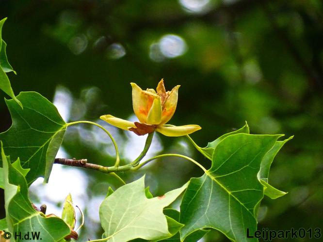 Leijpark013   Tulpenboom