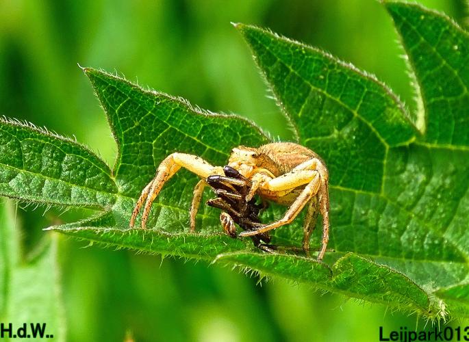 Leijpark013  21 &amp; 22 &amp; 23 &amp; 24 mei 2023 