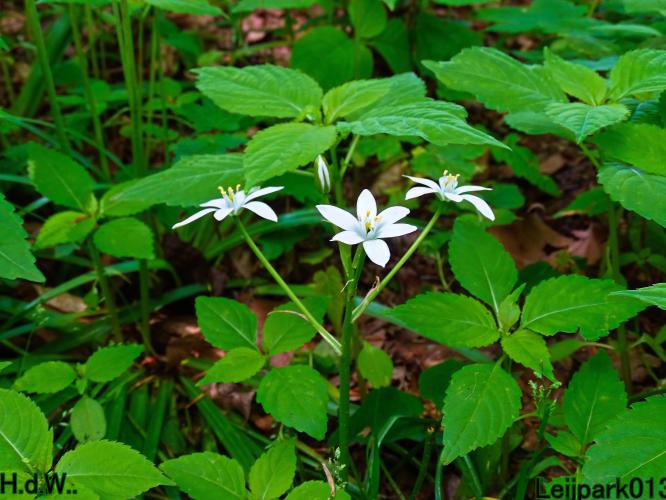 Leijpark013  21 &amp; 22 &amp; 23 &amp; 24 mei 2023 