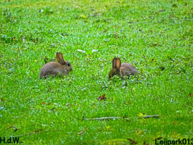 Leijpark013  21 &amp; 22 &amp; 23 &amp; 24 mei 2023 