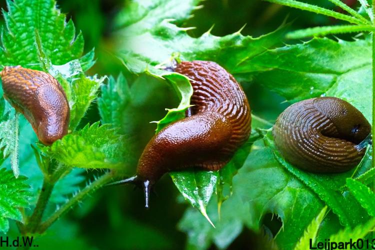 Leijpark013  21 &amp; 22 &amp; 23 &amp; 24 mei 2023 