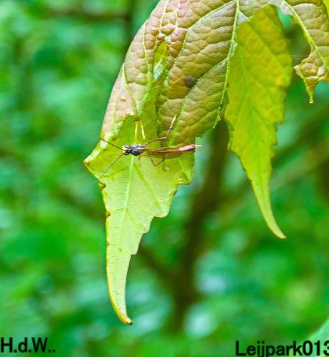 Leijpark013  21 &amp; 22 &amp; 23 &amp; 24 mei 2023 