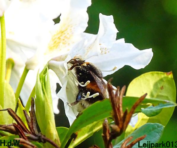 Leijpark013  21 &amp; 22 &amp; 23 &amp; 24 mei 2023 