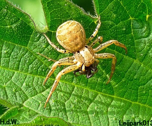 Leijpark013  21 &amp; 22 &amp; 23 &amp; 24 mei 2023 