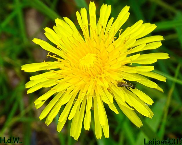 Leijpark013  21 &amp; 22 &amp; 23 &amp; 24 mei 2023 