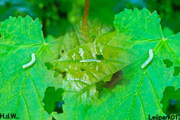 Leijpark013  21 &amp; 22 &amp; 23 &amp; 24 mei 2023 