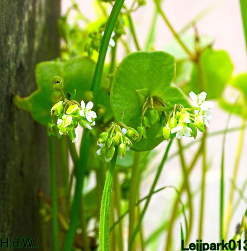 Leijpark013  21 &amp; 22 &amp; 23 &amp; 24 mei 2023 