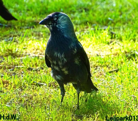 Leijpark013  21 &amp; 22 &amp; 23 &amp; 24 mei 2023 