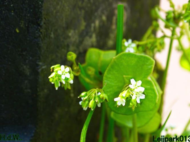 Leijpark013  21 &amp; 22 &amp; 23 &amp; 24 mei 2023 