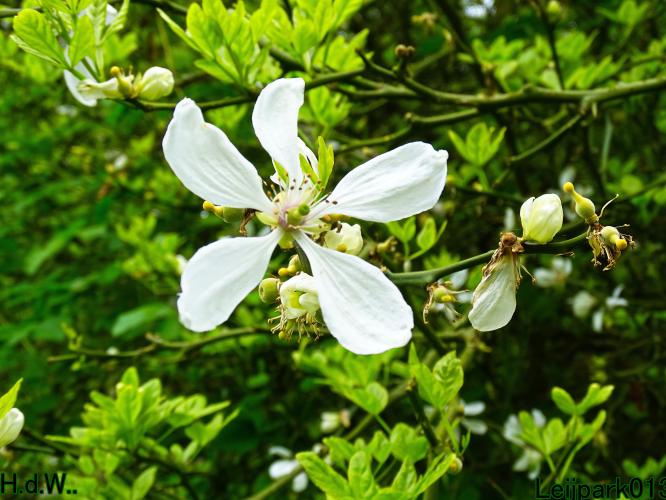 Leijpark013  21 &amp; 22 &amp; 23 &amp; 24 mei 2023 