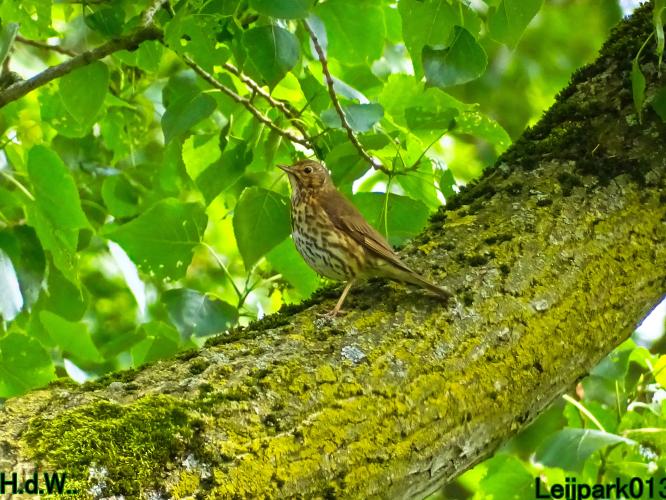 Leijpark013  21 &amp; 22 &amp; 23 &amp; 24 mei 2023 