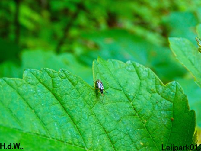 Leijpark013  21 &amp; 22 &amp; 23 &amp; 24 mei 2023 