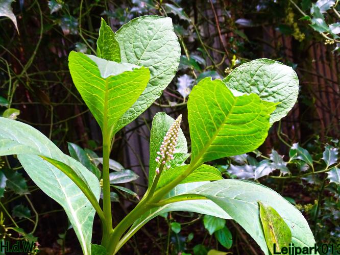 Leijpark013  21 &amp; 22 &amp; 23 &amp; 24 mei 2023 