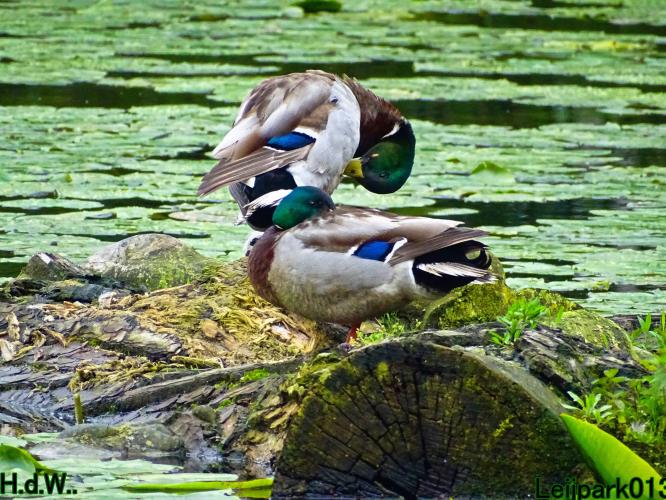 Leijpark013  21 &amp; 22 &amp; 23 &amp; 24 mei 2023 