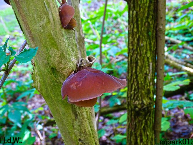 Leijpark013  21 &amp; 22 &amp; 23 &amp; 24 mei 2023 